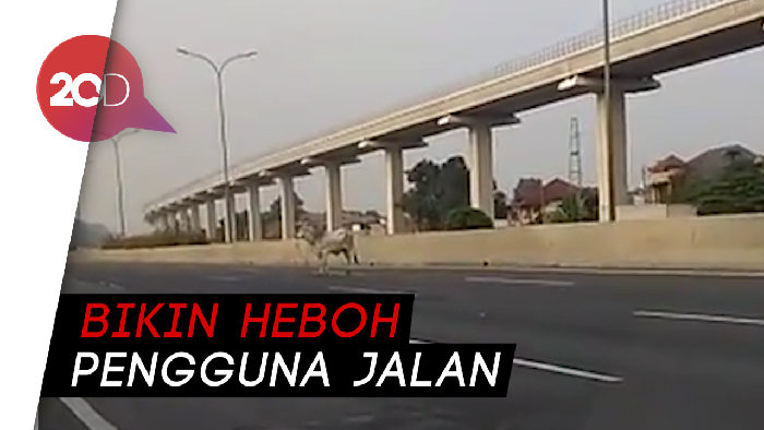 Waduh! Ini Sapi Siapa Keliaran di Tol Jagorawi