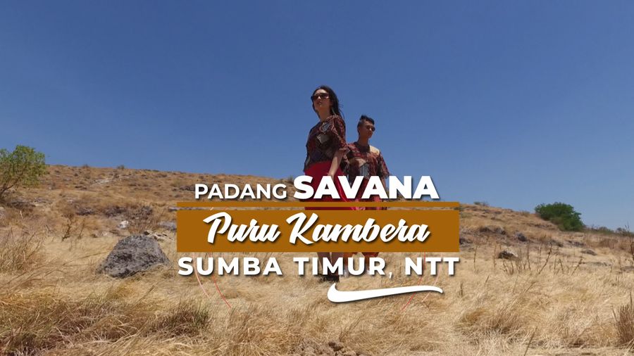 Berkejaran Dengan Kuda Sumba Di Savana Puru Kambera