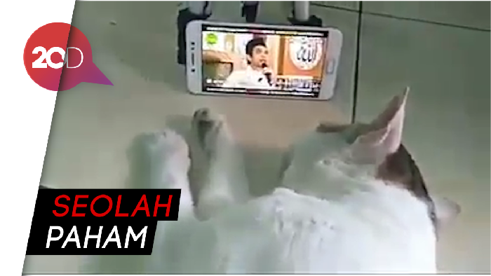 Wow! Kucing Ini Anteng Banget Dengar Tausiah Ustaz