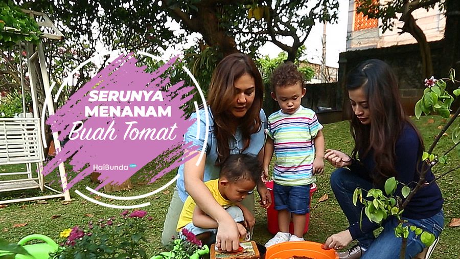 Tips Menyemai Tomat Langsung di Kebun