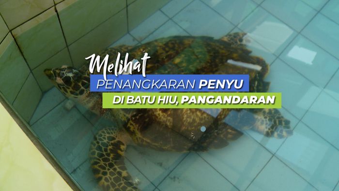Berkunjung ke Penangkaran Penyu di Batu Hiu Pangandaran