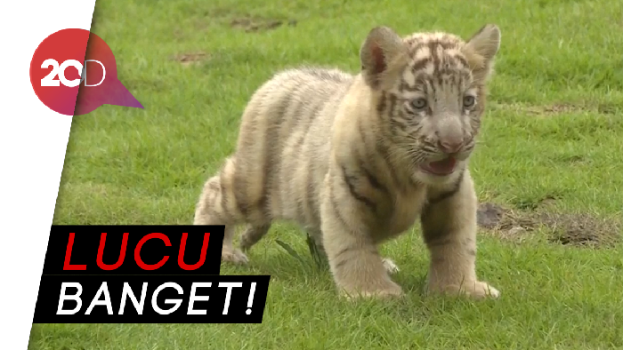 Sepasang Bayi Harimau Ini Bikin Pengunjung Taman Gemas