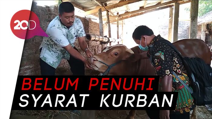 Sidak Hewan Kurban, Ditemukan Hewan Tak Layak