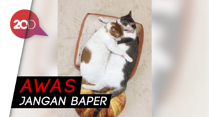 Romantisnya Cara Kucing Ini Tunjukkan Kasih Sayangnya