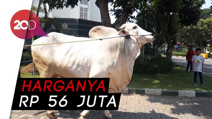 Jokowi Kurban Sapi Kontes di Surabaya 