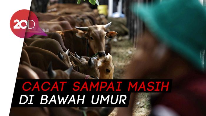Pemprov DKI Temukan Ratusan Hewan Kurban Tak Layak Potong