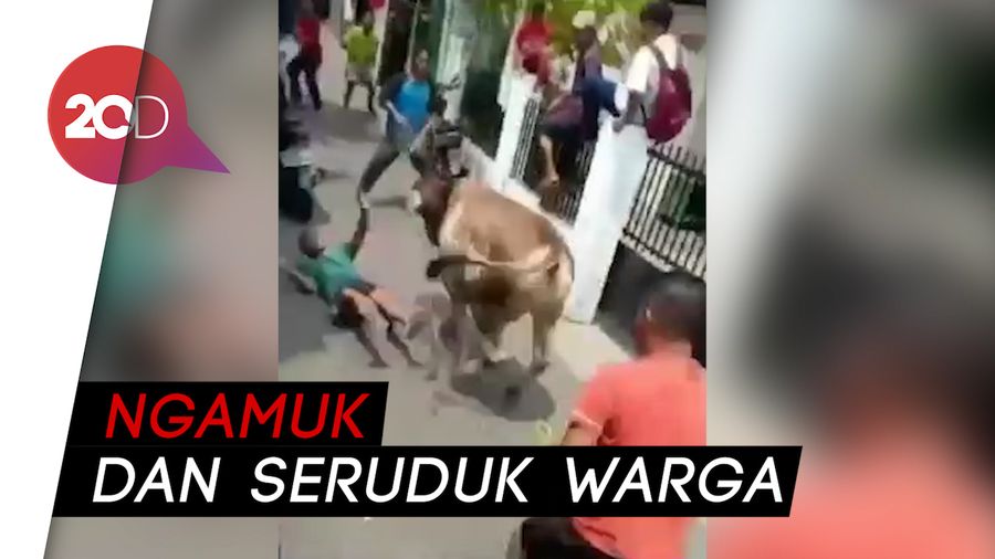 Warga Heboh Ada Sapi Kurban Ngamuk di Matraman 