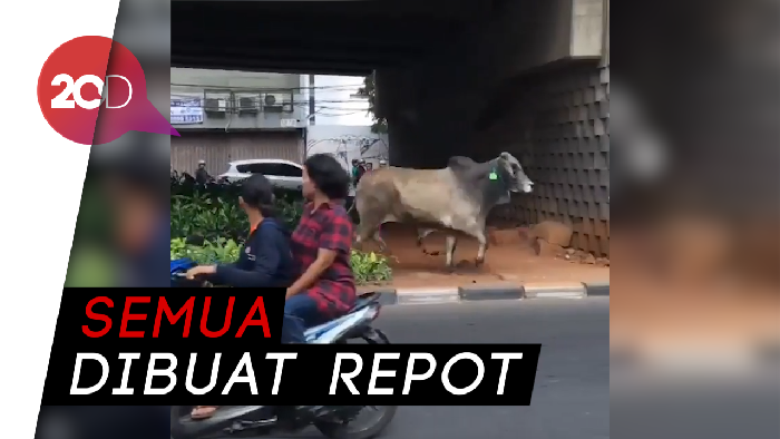 Emoh Disembelih, Sapi Ini Kabur ke Jalan Sudirman
