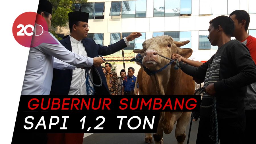 Gagah dan Kekar, Ini Sapi Milik Anies yang Mau Dikurbankan