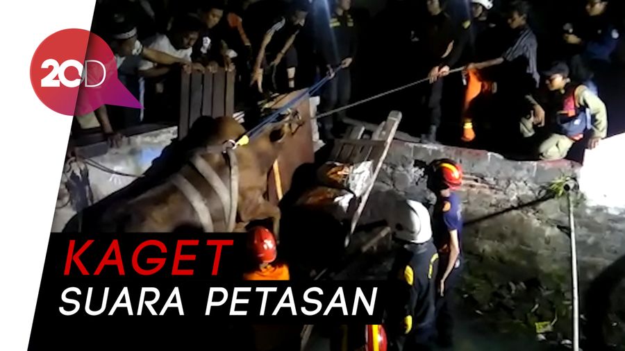 Gara-gara Petasan, Sapi Kurban Nyemplung ke Sungai