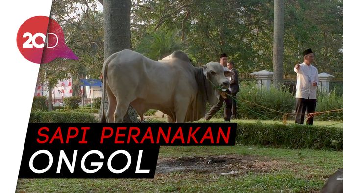Ini Penampakan Sapi 1,4 Ton Milik Jokowi di Masjid Cibinong