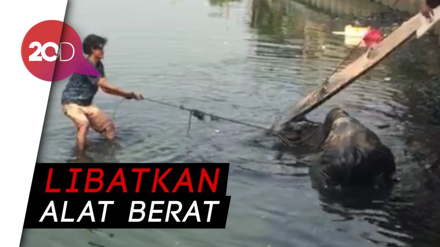 Mau Disembelih, Sapi Kurban Kecebur Kali Angke