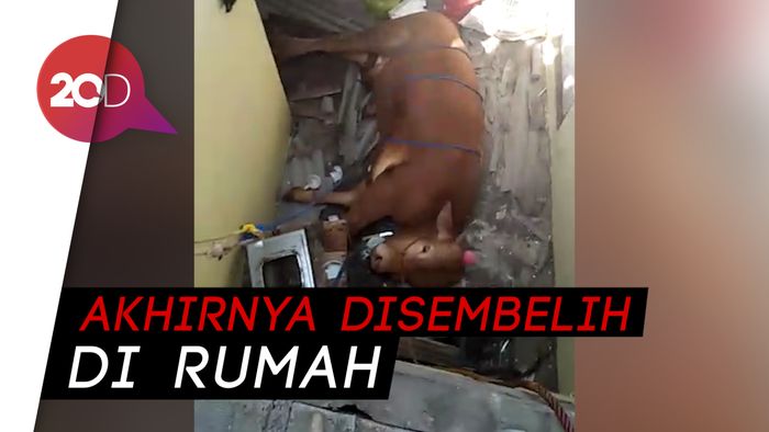 Ngamuk! Sapi di Bandung Ini Nyungsep ke Rumah Warga