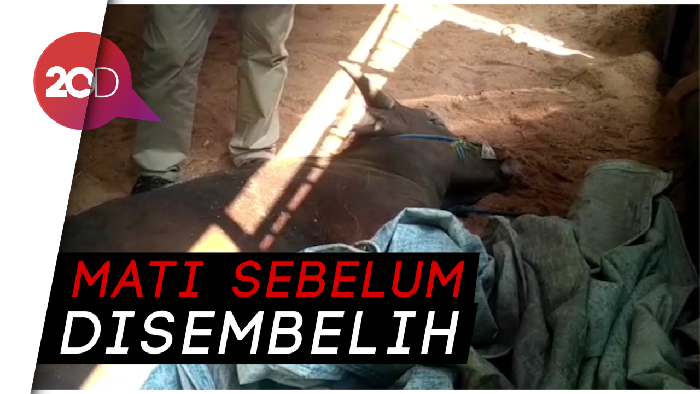 Sapi Ini Mati Mendadak Sebelum Disembelih