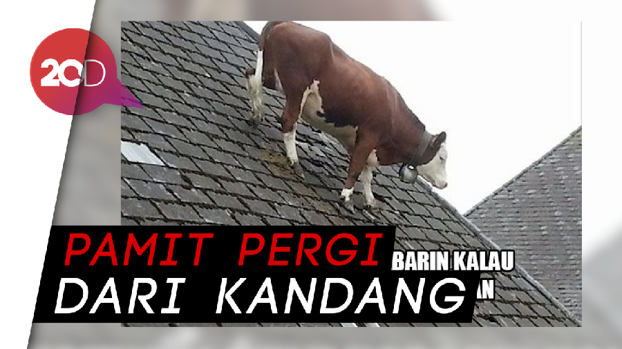 Siap-siap Ngakak! Deretan Meme Kocak Hewan Kurban