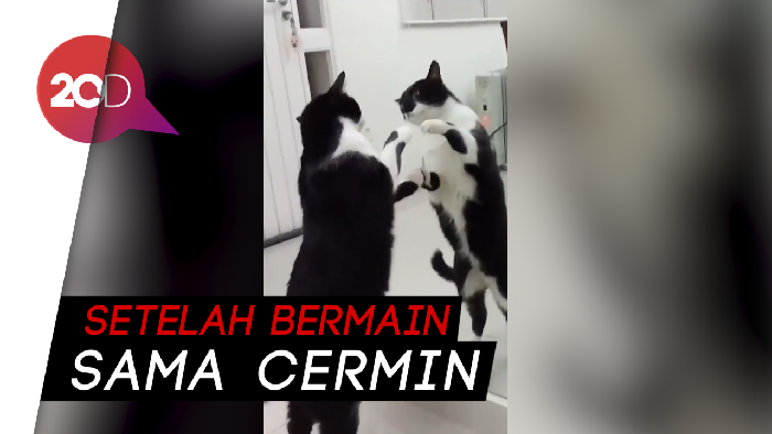 Horor! Bayangan Kucing Ini Tiba-tiba Noleh Sendiri