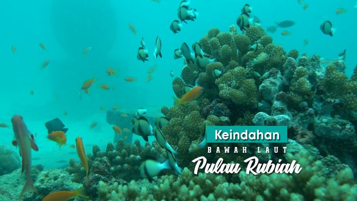 Keindahan Bawah Laut Pulau Rubiah