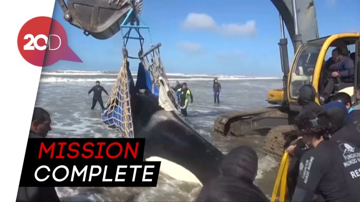 Penyelamatan Paus Orca di Argentina