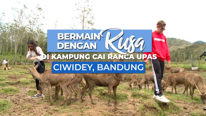 Bermain dengan Rusa di Rancaupas, Ciwidey, Bandung