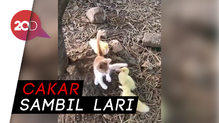 Viral! Paniknya Kucing Saat Dikeroyok Anak Bebek