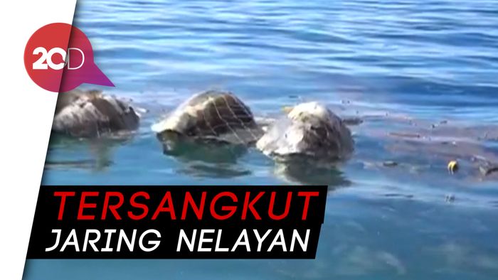 Ratusan Penyu Langka Ditemukan Mati Massal