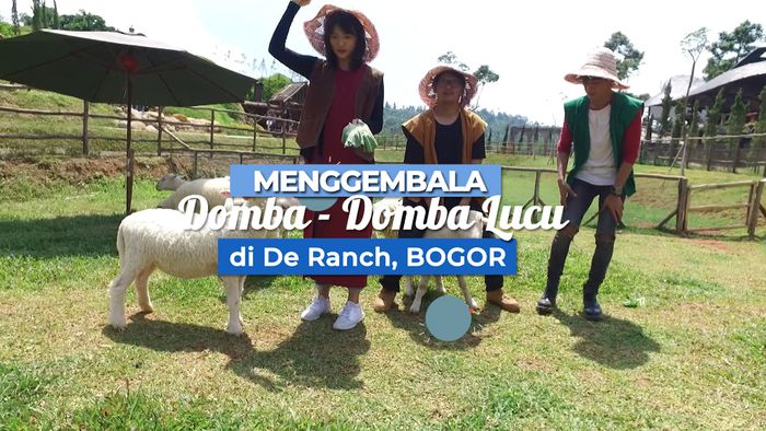 Menggembala Domba-Domba Lucu Di Puncak, Bogor