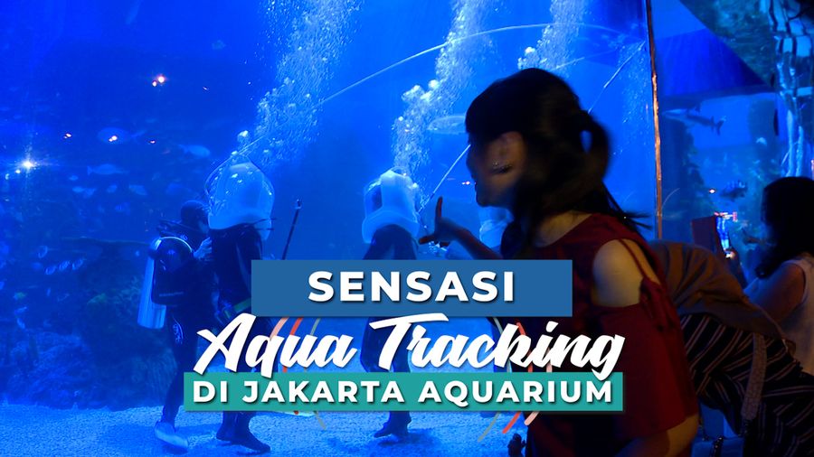 Sensasi Aqua Tracking di Jakarta Aquarium 