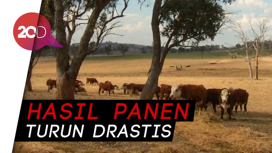 Cuaca Panas Ekstrim, Petani Australia Menjerit
