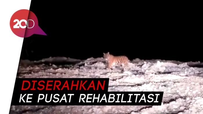 Sempat Resahkan Warga, Akhirnya Harimau Ini Berhasil Ditangkap