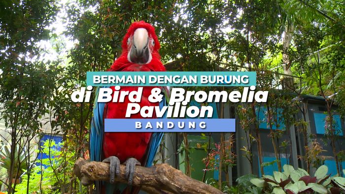 Bermain Dengan Burung di Bird & Bromelia Pavilion, Bandung