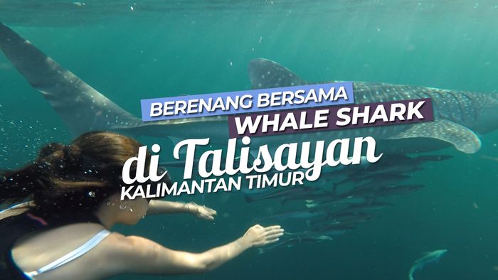 Keseruan Berenang Bersama Hiu Terbesar di Dunia