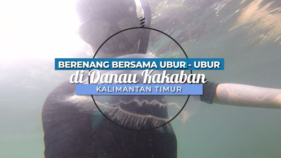 Ubur-ubur Ini Ternyata Ada di Danau