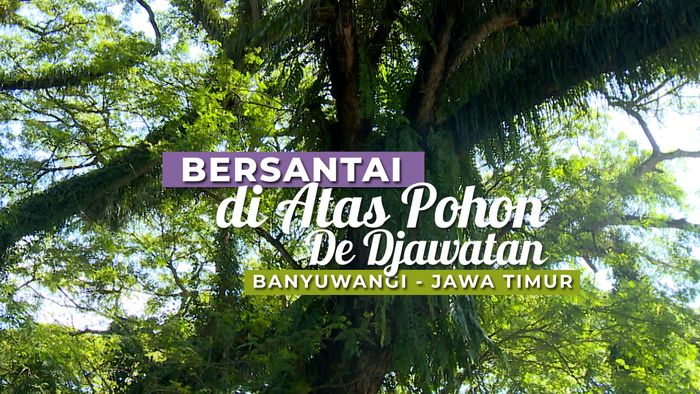 Melihat Pemandangan Hutan Hijau di Atas Pohon