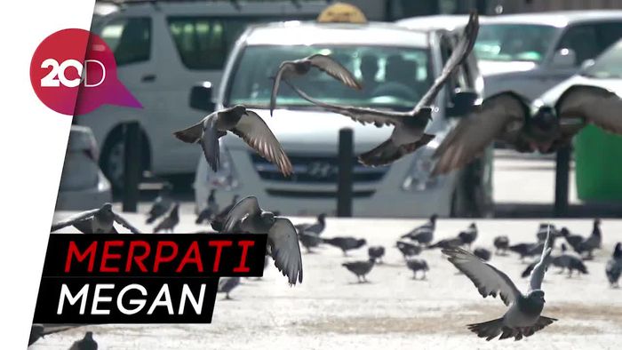 Kisah Merpati Aisyah di Masjid Nabawi