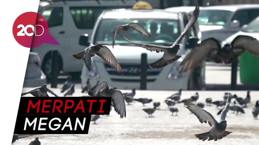 Kisah Merpati Aisyah di Masjid Nabawi