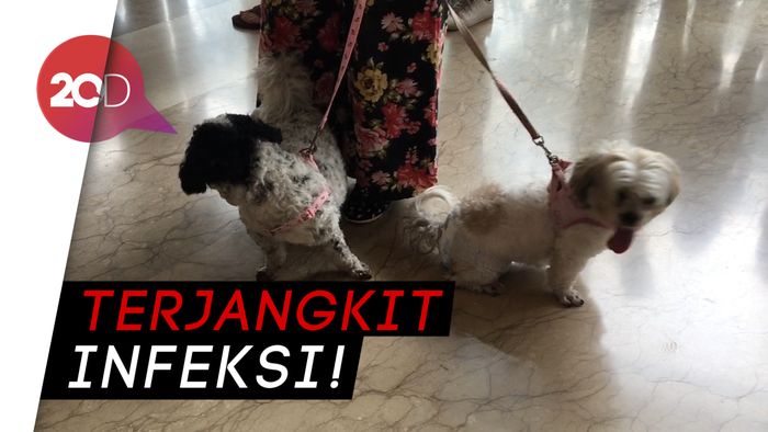 Ini Bahaya Konsumsi Daging Anjing