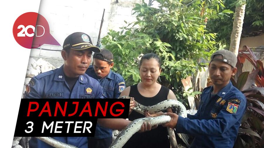 Ular Sanca Gegerkan Warga Kepulauan Seribu