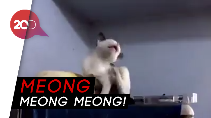 Begini Jadinya Ketika Kucing Menyanyikan Lagu Linkin Park