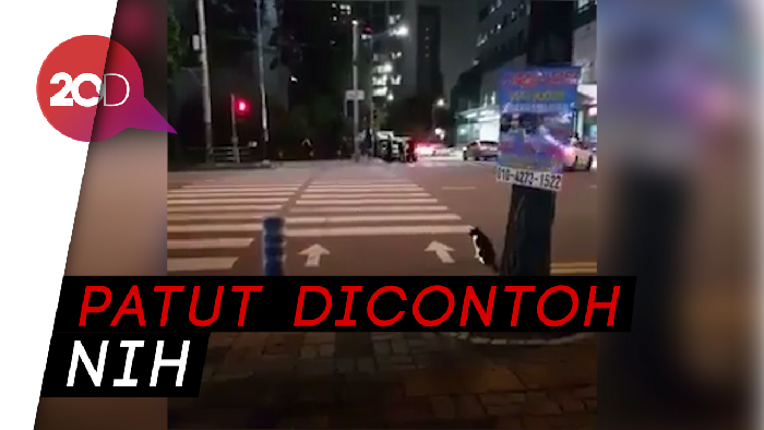 Kucing Tertib! Mau Nyeberang Aja Nunggu Lampu Hijau Dulu Loh