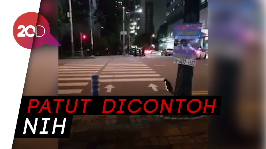 Kucing Tertib! Mau Nyeberang Aja Nunggu Lampu Hijau Dulu Loh
