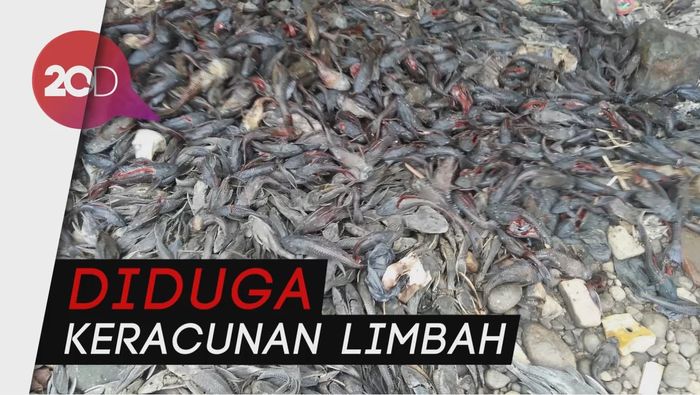 Hiii... Ribuan Ikan Sapu-sapu Mati di Curug Parigi Bekasi