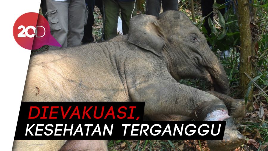 Duh Kasihan, Anak Gajah Terperangkap Jeratan Babi