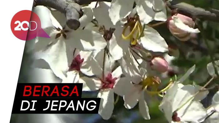 Melihat Pohon Sakura di Sumba