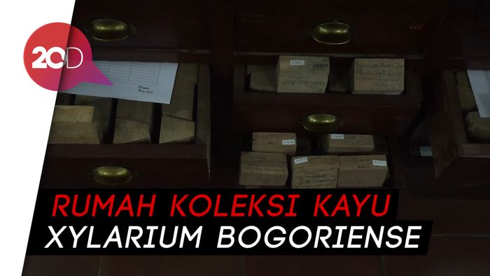 Wih! Indonesia Peringkat Pertama Rekor Koleksi Kayu Terbanyak Dunia