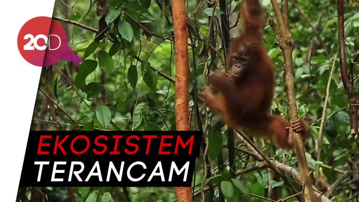 Keganasan Industri Sawit Ilegal di Hutan Kalimantan dan Papua