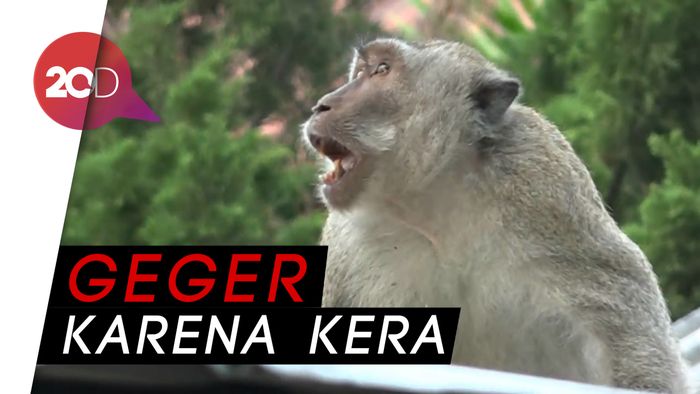 Kera Liar Bikin Listrik di Dua Kecamatan Probolinggo Matot