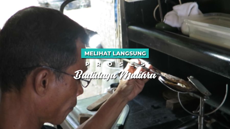 Melihat Langsung Proses Budidaya Mutiara