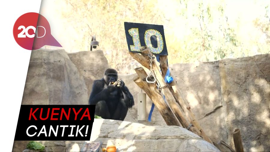 Fancy! Gaya Gorila Rayakan Ulang Tahun Ke-10