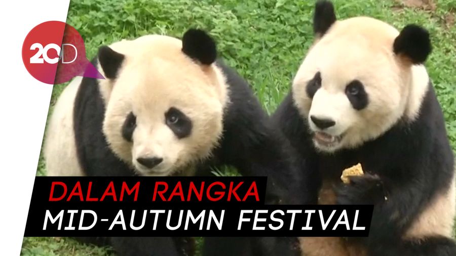 Lucunya Lihat Panda Makan Kue Bulan Raksasa