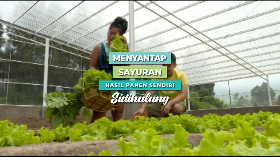 Menyantap Sayuran Hasil Panen Sendiri Ternyata Menyenangkan